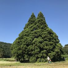 鮭川村のトトロの木