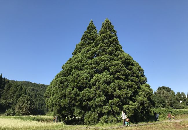 樹齢1000年のトトロの木は、本当にトトロ！
