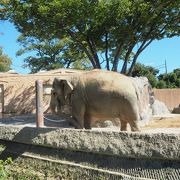 日立の大きな動物園　かみね動物園