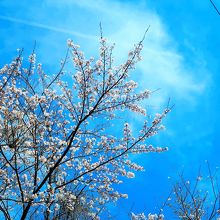 春は桜があちらこちらで咲いていて、気持ちが良い