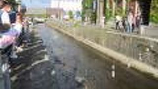 なんと9月下旬に鮭の遡上！