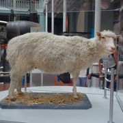 クローン羊のドリーからルイス島のチェス、スコッチウィスキー、ケルトまで盛りだくさんの楽しい博物館（無料！）