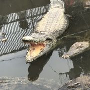 温泉を利用してワニと熱帯魚を飼っています