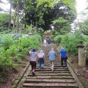 紫陽花が綺麗