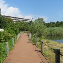 池の周りに遊歩道があります