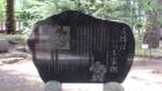 エンジュの木も発見