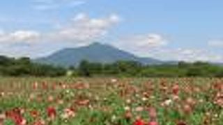 筑波山とポピーがきれいでした