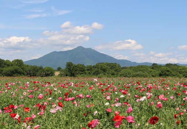 小貝川ふれあい公園 クチコミ アクセス 営業時間 結城 下妻 フォートラベル