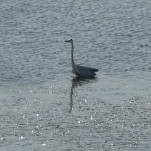 じっとして動かない鳥