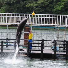 ゆるーいイルカショー