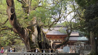 大三島の大漁の前