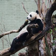 英国エディンバラ動物園：Tian Tian