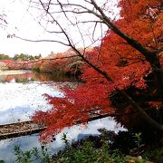 敷地内の池周辺の紅葉が圧巻でした。