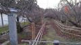 紅葉の時期だったのでインパクトは少なかった