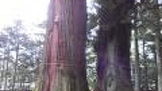 塩原八幡宮の境内の巨木