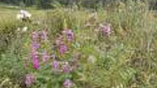 ピンクのお花がかわいい