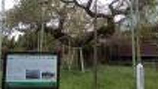 枝垂れ桜の名所