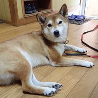 看板犬がとても賢くてかわいい