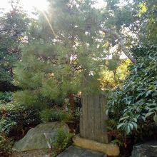 浜松の名前の由来となったらしい松