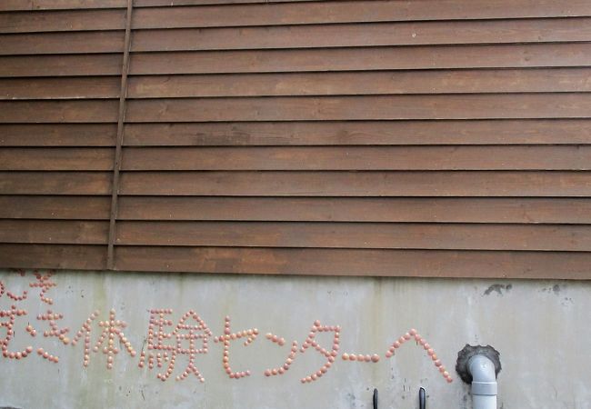 うに剥き体験：活きたうにを自分で殻を割り、身を取り出し、最後に食べられます。