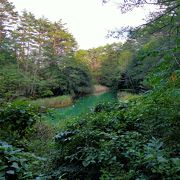 名前は赤沼ですが水の色は緑色　　鉄分の多い水のせいで沼底の土が赤茶色でした