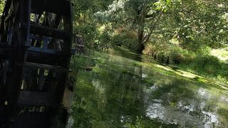 水草が清流にゆらゆら