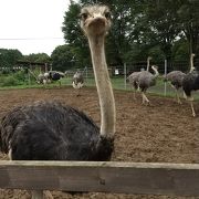 無料でダチョウが見れる