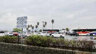 ヤシの木が並んでいた