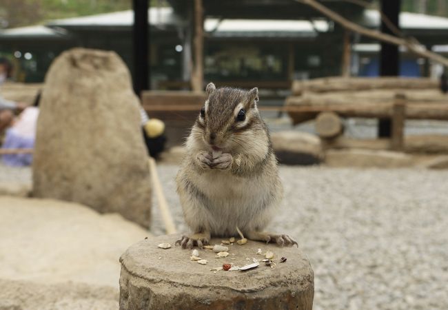 リスの森　かわいいリスたち