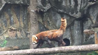野毛山公園の動物園