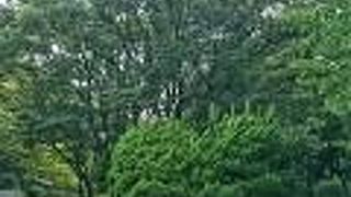 東京大田区区の意外な場所にある公園