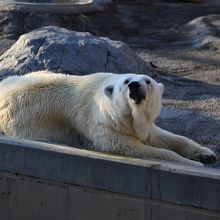 シロクマさんはのんびりでした