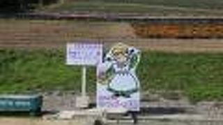 通りすがりだが綺麗に咲いてるのをみて立ち寄った