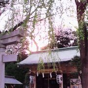 駒込駅近く、勝負運のご利益がある桜のきれいな神社です