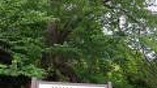 今なお樹勢がある