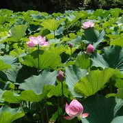 可憐に咲く蓮の花