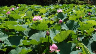 可憐に咲く蓮の花