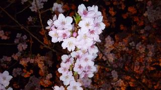 早咲きの桜