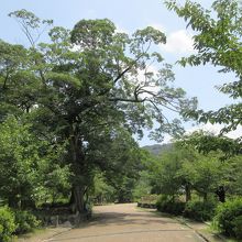 桜が養生されています