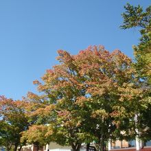 色づき始めた紅葉
