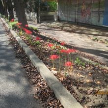 道路沿いに僅かですが彼岸花が咲いてます。