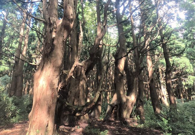 幻想の森 クチコミ アクセス 営業時間 戸沢 真室川 フォートラベル 幻想の森 クチコミ アクセス 営業時間 戸沢 真室川 フォートラベル