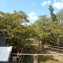晩夏の名勝御室桜