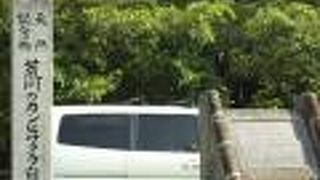 １月に咲くらしい