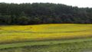 ヒマワリもきれい