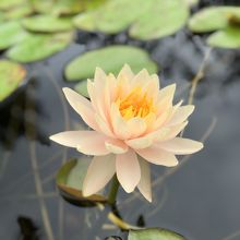 オオオニバスの上に乗ってみたい みずの森 By Yamaotokoy1 草津市立水生植物公園みずの森のクチコミ フォートラベル