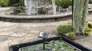 オオオニバスの上に乗ってみたい みずの森 By Yamaotokoy1 草津市立水生植物公園みずの森のクチコミ フォートラベル