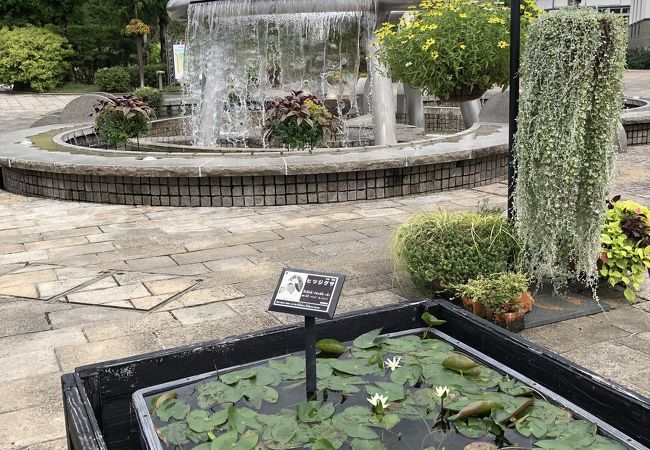 草津市立水生植物公園みずの森 クチコミ アクセス 営業時間 草津 滋賀 フォートラベル