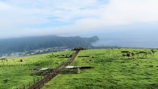 八丈富士７合目に牛さんたちを放牧 !*>Д<艸! 見晴らしスポット☆彡