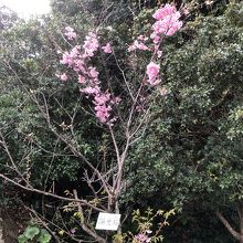 こんな桜も咲いてました